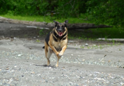 成年德国牧羊犬在地上奔跑的微距摄影